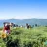 Enchanting Ilam: A Personal Exploration of Nature and Culture